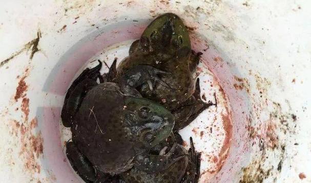 如何使用钓鱼竿钓乌龟？掌握这些技巧轻松上手！