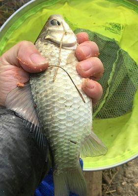 如何正确使用钓鱼竿开饵技巧？开饵技巧有哪些常见问题？