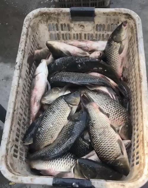 如何正确使用钓鱼竿开饵技巧？开饵技巧有哪些常见问题？