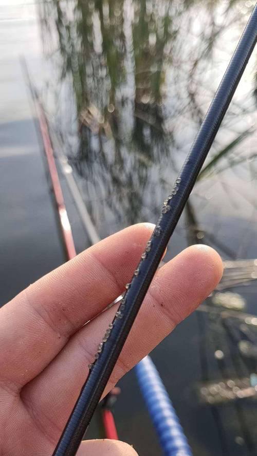 如何掌握钓鱼竿甩鱼技巧？有效提高钓鱼成功率的方法是什么？