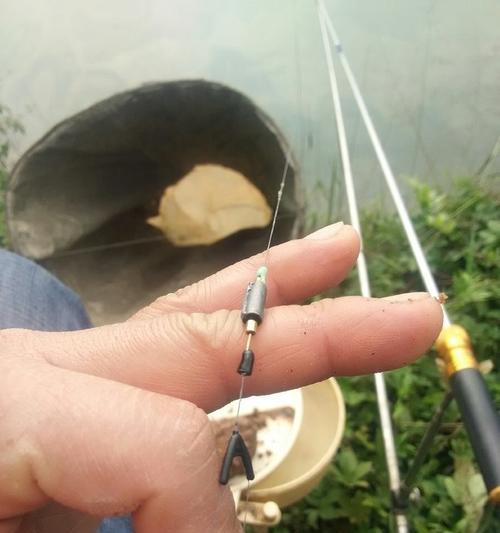 如何成为钓鱼高手钓罗非鱼的技巧是什么？