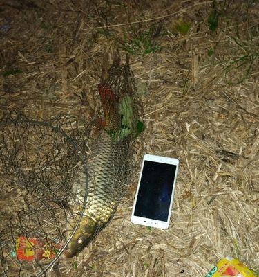 夜光漂怎么用？钓鱼高手分享使用技巧和常见问题解答？