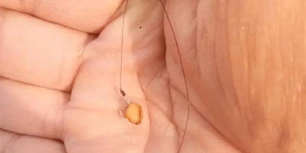 如何正确使用玉米作为钓鱼钩饵料？有哪些技巧可以提高钓鱼成功率？