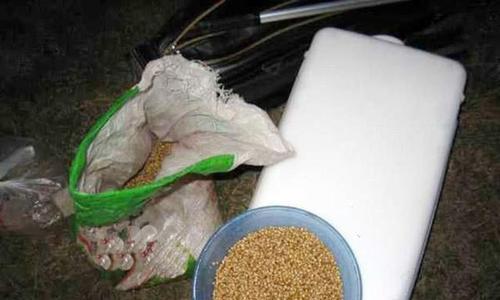 如何正确使用玉米作为钓鱼钩饵？玉米饵钓鱼有哪些常见问题？