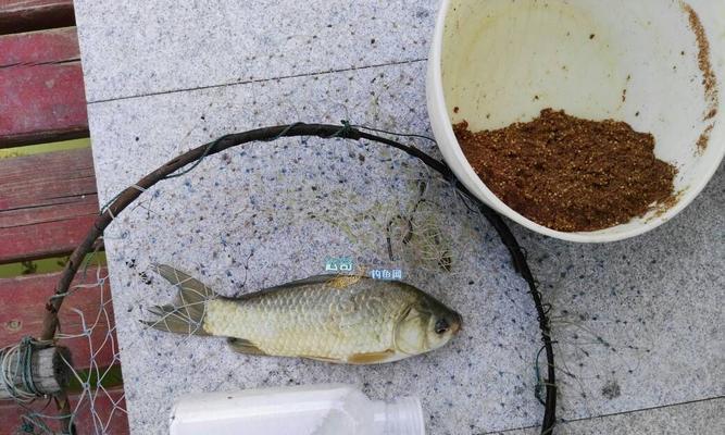 如何掌握钓鱼挂搓饵技巧？搓饵的正确使用方法是什么？