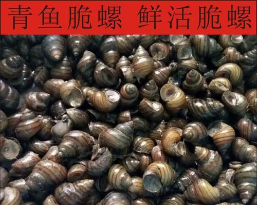 如何高效挂螺蛳钓鱼？掌握这些技巧了吗？