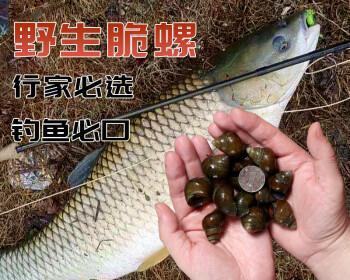 如何高效挂螺蛳钓鱼？掌握这些技巧了吗？