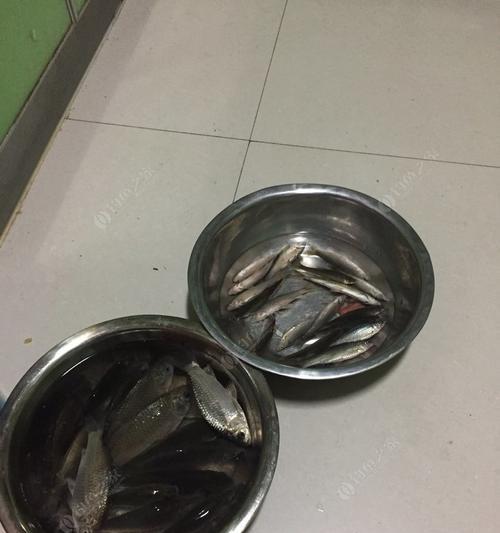 如何掌握钓鱼挂面食技巧？挂面食钓鱼有哪些常见问题？
