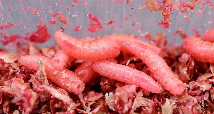 钓鱼挂蛆虫技巧有哪些？如何正确使用蛆虫提高钓鱼效率？
