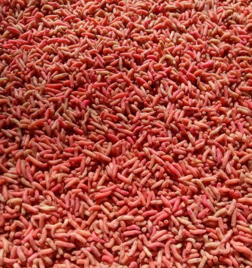 钓鱼挂蛆虫技巧有哪些？如何正确使用蛆虫提高钓鱼效率？