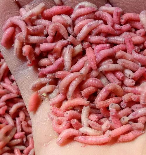 钓鱼挂蛆虫技巧有哪些？如何正确使用蛆虫提高钓鱼效率？