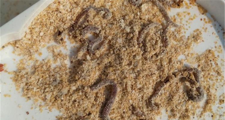 钓鱼时如何巧妙挂食物？挂食物的技巧有哪些？