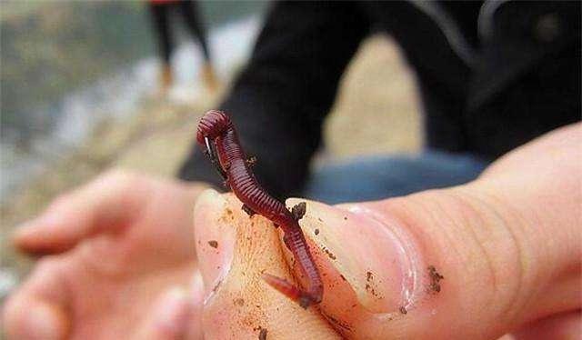 如何正确使用蝇蛆进行钓鱼？挂蝇蛆有哪些技巧？