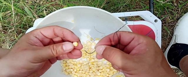 如何正确使用玉米粒作为钓鱼饵料？挂玉米粒有哪些技巧？