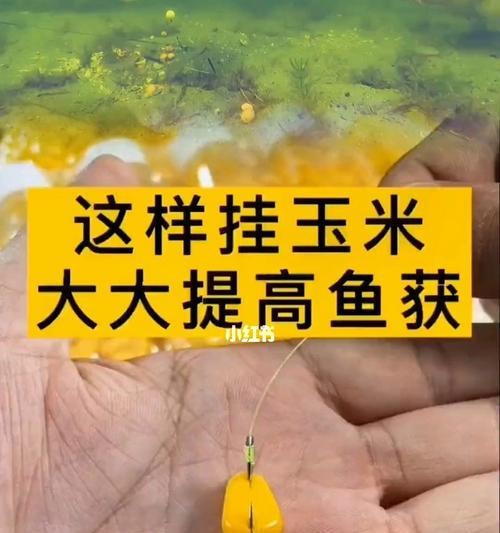 如何使用玉米粒作为钓鱼饵料？挂玉米粒的正确方法是什么？