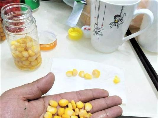 如何使用玉米粒作为钓鱼饵料？挂玉米粒的正确方法是什么？