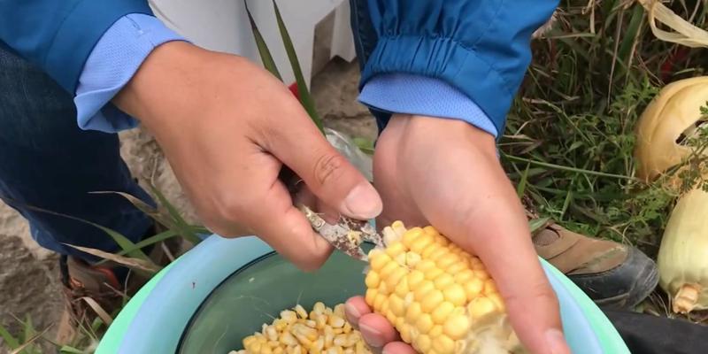 如何使用玉米粒作为钓鱼饵料？挂玉米粒的正确方法是什么？