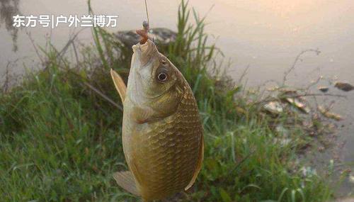 如何掌握钓鱼规律及技巧？常见问题有哪些？