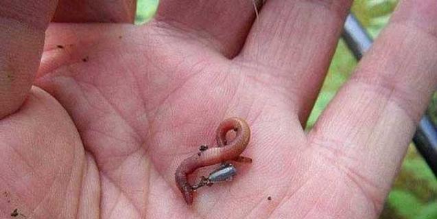 如何使用海蚯蚓进行钓鱼？海蚯蚓钓鱼技巧有哪些常见问题？