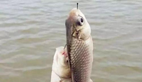 钓鱼和饵的技巧有哪些？如何选择合适的鱼饵？