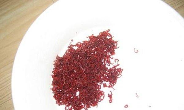 如何正确保养钓鱼红虫？有哪些实用的保养技巧？