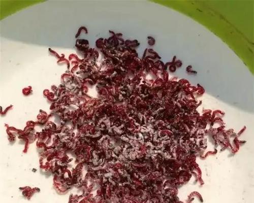 如何正确保养钓鱼红虫？有哪些实用的保养技巧？