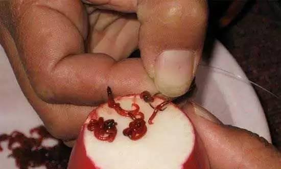 如何正确使用红虫作为钓鱼饵料？有哪些高效挂饵技巧？