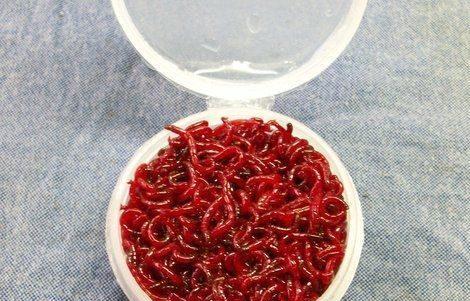 钓鱼红虫挂钩技巧是什么？如何正确使用红虫提高钓鱼效率？