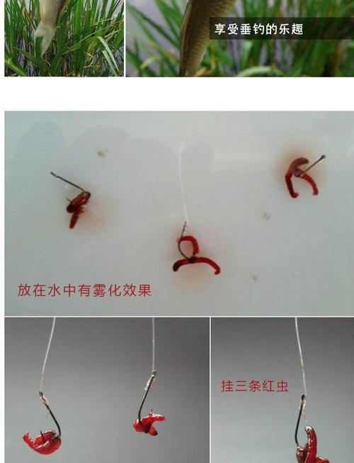 钓鱼红虫挂钩技巧有哪些？如何正确使用红虫提高钓鱼效率？