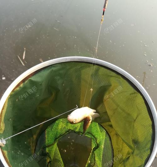 钓鱼化冻最佳方法和技巧是什么？如何快速有效地化冻钓鱼？