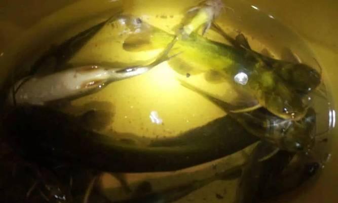如何高效钓到黄辣丁？掌握这些技巧和方法教程了吗？