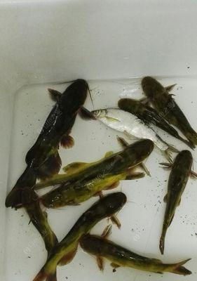 如何高效钓到黄辣丁？掌握这些技巧和方法了吗？