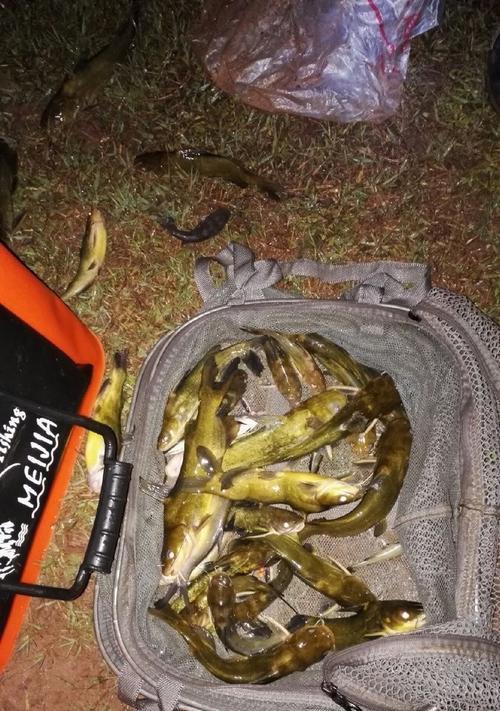 如何快速掌握钓鱼黄辣丁技巧？教程中常见问题解答？