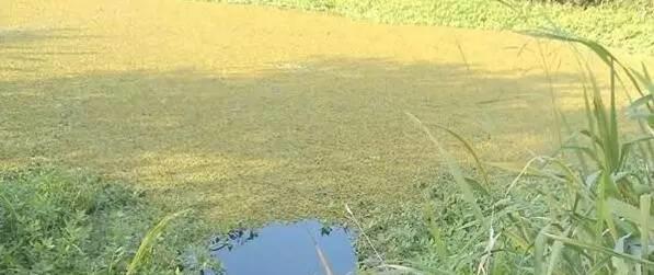 草窝钓鱼技巧有哪些？如何提高草窝钓鱼的成功率？