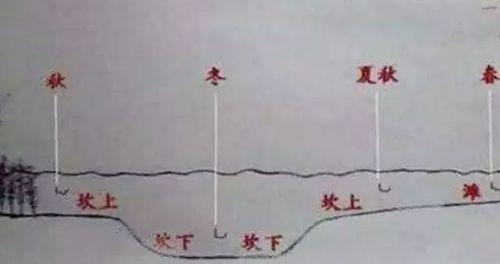 如何有效钓到草鱼？掌握这些草鱼钓法技巧了吗？