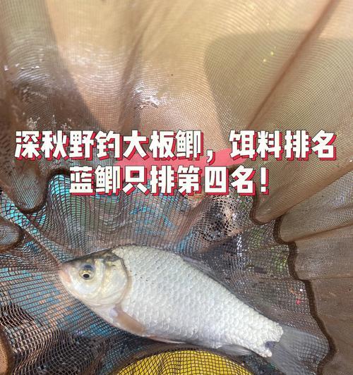 春天钓鱼技巧有哪些？如何钓到大板鲫？