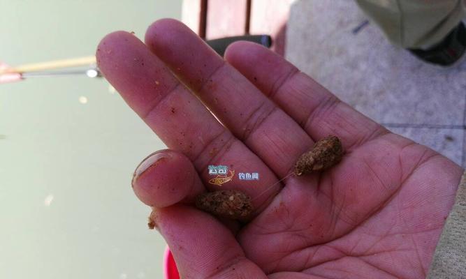 搓饵多大合适？钓鱼技巧中搓饵大小的正确选择方法是什么？