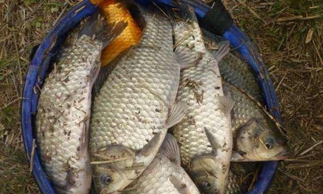 钓鱼技巧打窝用什么配料好呢？如何选择最佳打窝材料？