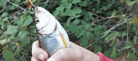 钓鱼技巧打窝用什么配料最好用？如何选择最佳打窝材料？