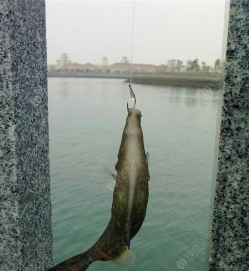 钓鱼技巧大师兄有哪些？如何快速提高钓鱼技能？