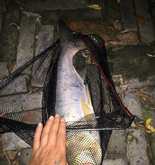 如何掌握钓鱼技巧大头鲢？大头鲢钓鱼技巧有哪些常见问题？