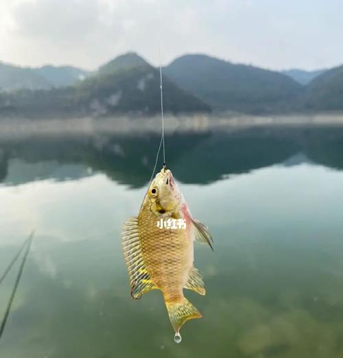 钓鱼技巧第一讲？如何快速掌握基础钓鱼方法？