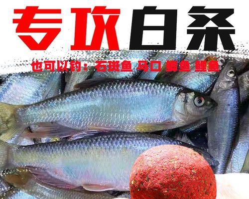 如何使用钓鱼技巧钓白条鱼？选择合适的工具是关键吗？