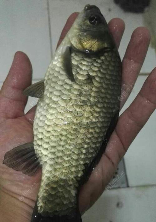 如何用钓鱼技巧钓到草鱼？草鱼的钓法有哪些常见问题？
