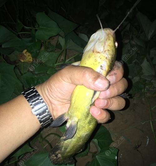 如何钓黄颡鱼？最佳饵料配方是什么？