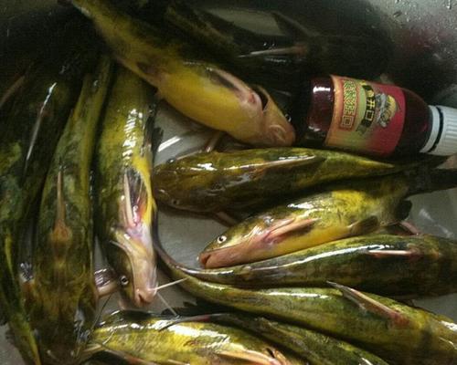 如何钓黄颡鱼？最佳饵料配方是什么？