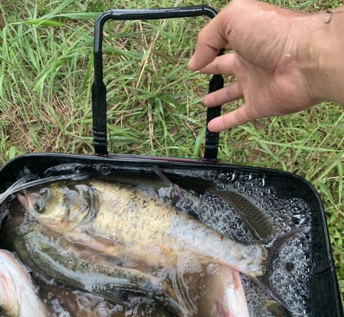 钓鲢鱼时最佳水深是多少米？掌握技巧提高成功率