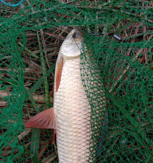 钓鲮鱼时选择哪种钩型最为合适？如何根据技巧挑选最佳钩型？