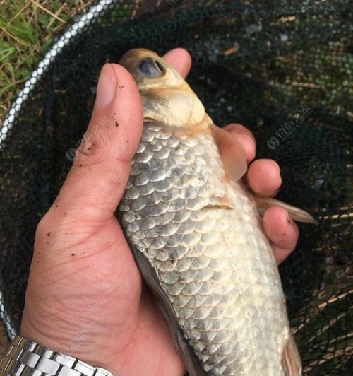 如何在深水区成功钓到鱼？掌握哪些钓鱼技巧？