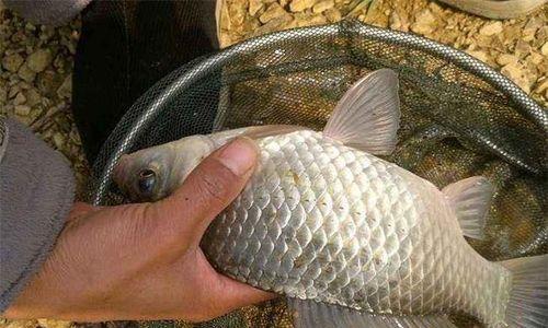 钓鱼技巧钓什么鱼好？如何根据季节选择目标鱼类？